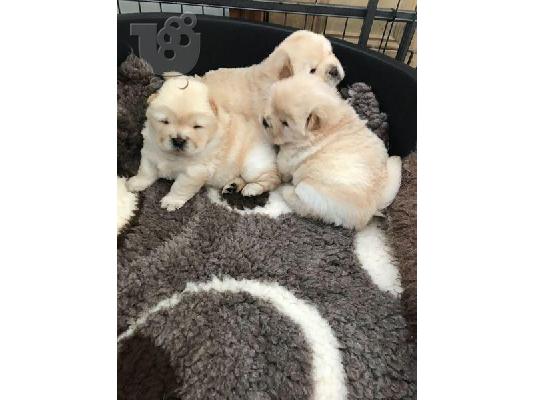 chow chow προς πώληση.